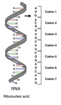 RNA-codons.png