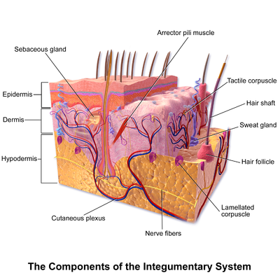 Blausen 0810 SkinAnatomy 01.png