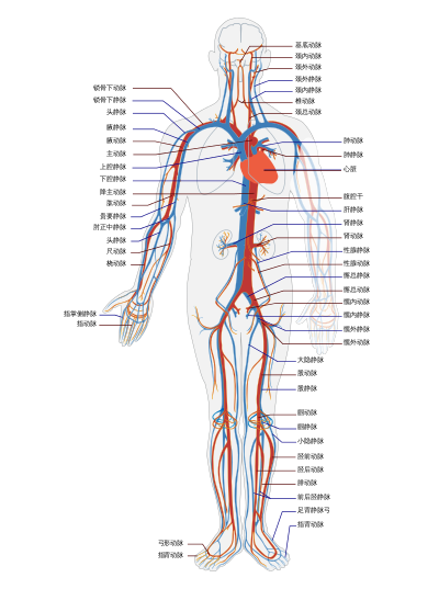 Circulatory System zh.svg