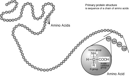 Protein-primary-structure.png