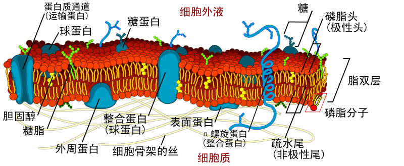 Cell membrane detailed diagram zh.svg