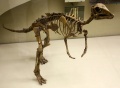 1200px-Juveni...hadrosaur.jpg