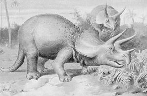 Triceratops8.jpg