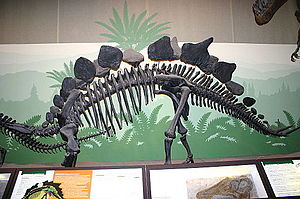 9167 - Milano, Museo storia naturale - Stegosaurus stenops - Foto Giovanni Dall'Orto 22-Apr-2007.jpg