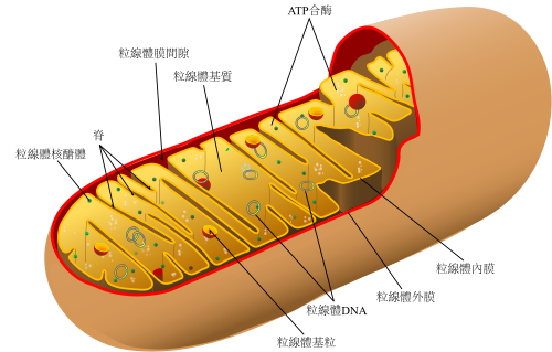 Animal mitochondrion diagram zh tw.svg