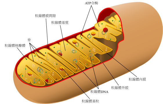 檔案:Animal mitochondrion diagram zh tw.svg