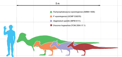 Pachycephalosaurus scale.png