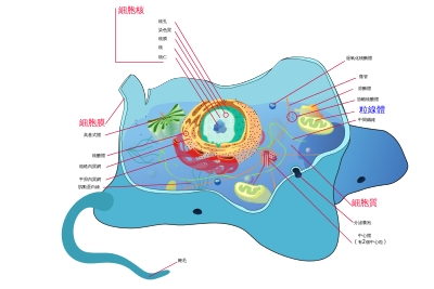Animal cell structure zhtw.svg