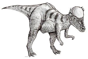 Sketch pachycephalosaurus2.jpg